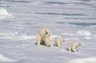 Norway, Svalbard. Polar bear mother and cubs on pack ice in Arctic Ocean. Art Print